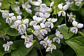Viola sororia 'Freckles' (Pfingst-Veilchen)