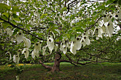 Davidia involucrata (Taschentuchbaum, Taubenbaum)