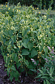 Aristolochia clematitis (Osterluzei) blüht im Mai