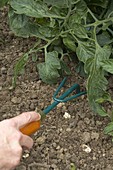 Loosen soil under tomato (Lycopersicon)