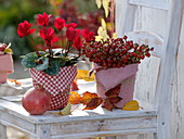 Cyclamen (Cyclamen) and bouquet of rose hips (Rosa)
