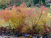 Spiraea thunbergii (Frühlings-Spiere, Gras-Spiere) in Herbstfärbung