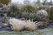 Pennisetum (feather bristle grass), Sedum telephium (stonecrop)