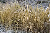 Spartina Michauxiana 'Aureomarginata' (Golden Bar Grass)
