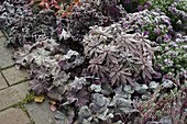 Heuchera (purple bellflower), Euphorbia (spurge) with hoarfrost