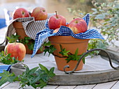 Tontöpfe mit Stoffservietten ausgelegt und mit Äpfeln (Malus) gefüllt