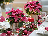 Weihnachtliche Tischdeko mit Euphorbia pulcherrima (Weihnachtssternen)
