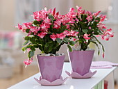 Schlumbergera (Christmas cactus) in conical pots with saucers
