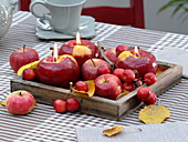 Autumn table decoration with apples and ornamental apples (Malus) on a wooden tray