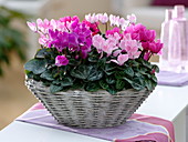 Cyclamen persicum (cyclamen) in a wide basket