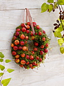 Autumn wreath with ornamental apples (Malus) and moss