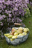 Wire basket with freshly picked pears (Pyrus)