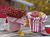 Hagebutten (Rosa) und Apfel (Malus)