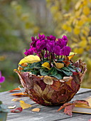 Cyclamen persicum 'Miracle Purple' (Cyclamen)