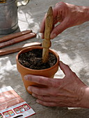 Sowing Tropaeolum (Nasturtium) in a clay pot