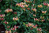 Lonicera heckrottii 'Goldflame' (Geißbltt, Jelängerjelieber), Blütezeit Juni bis September, Blüten duften intensiv