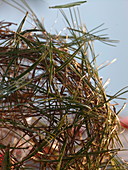 Kugel aus Kiefernnadeln (Pinus strobus) als Windlicht