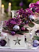 Christmas table decoration with African violets