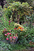 Bemalter Topf mit rosa und apricotfarbenen Papageientulpen, Fingerhut und Helichrysum 'Limelight'