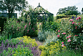 Rosa 'Aloha' klettert über blauen Pavillon mit Alchemilla und Nepeta im Vordergrund