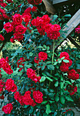 Die Rose 'Paul's Scarlet' erklimmt die Pergola im formalen Garten