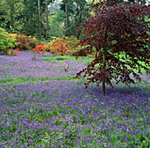 Blauglocken und leuchtend orangefarbene Gent-Azaleen in der Senke