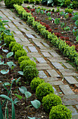 BRICK PATH EDGED with CLIPPED Box IN THE POTAGER at BARNSLEY HOUSE Garden, Gloucestershire