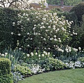 Der weiße Garten in Chenies Manor, Bucks, mit (von links nach rechts) Tulipa 'Mount Tacoma', 'Blizzard' und 'White Parrot'.