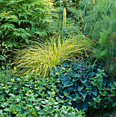 SAMBUCUS 'SUTHERLANDS Gold', Carex BOWLES Golden, HOSTA BUCKSHAW BLUE. HADSPEN HOUSE Garden, Somerset