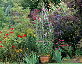 WIGWAM of Lathyrus ODORATUS IN TERRACOTTA Pot, with Rosa 'FRENSHAM' AND COTINUS COGGYGRIA 'Royal Purple'. VALE END, Surrey