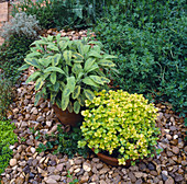 VARIEGATED SAGE AND Golden MARJORAM IN TERRACOTTA POTS SURROUNDED by GRAVEL. CHELSEA