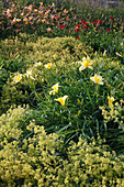 Hemerocallis (Taglilien) und Alchemilla (Frauenmantel)