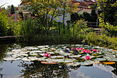 Teich mit Nymphaea (Seerosen), Beet mit Acer palmatum (Fächerahorn), Echinacea purpurea (Sonnenhut), Haus im Hintergrund