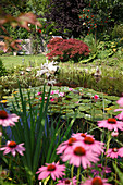 Blick vom Staudenbeet mit Rudbeckia purpurea (Sonnenhut) in den Garten mit Rasen, Gehölzen und Teich mit Nymphaea (Seerosen)