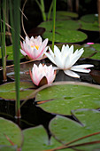 Nymphaea (Seerosen)