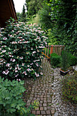 Hydrangea serrata 'Beni-Gaku' (Hortensie) im Streifenbeet am Haus, Topf mit Equisetum (Schachtelhalm), Weg aus Naturstein-Pflaster