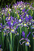 Iris spuria (Steppen-Iris)