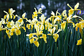 Iris spuria (Steppen-Iris)