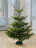 Untrimmed Abies nordmanniana (Nordmann fir) in a Christmas tree stand