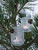 Marmalade jars hung as lanterns in Pinus (pine)