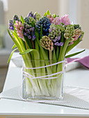 Hyacinthus (Hyacinths) in square glass jar