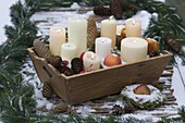 Wooden box with candles, cones, apples (Malus) and moss in the snow