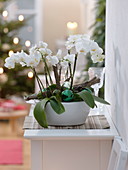 Weihnachtlich geschmückte Phalaenopsis (Orchideen)