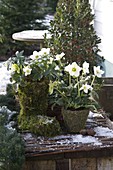 Moss boots and pot with Helleborus niger (Christmas rose)