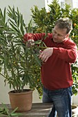 Mann schneidet verblühte und kranke Triebe von Nerium (Oleander) ab