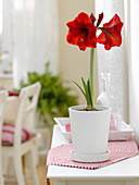 Plant red amaryllis in white pot (4/4)