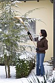 Woman shaking snow down from Tsuga canadensis with a broom