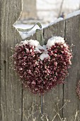 Flowered heart of Calluna (broom heather) on the fence