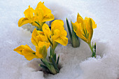 Iris danfordiae in Schnee