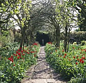 Frühling: Leuchtend rote Tulipa 'Apeldoorn' Line Gepflasterter Weg, der durch die Laburnum tunne führt, Bogen